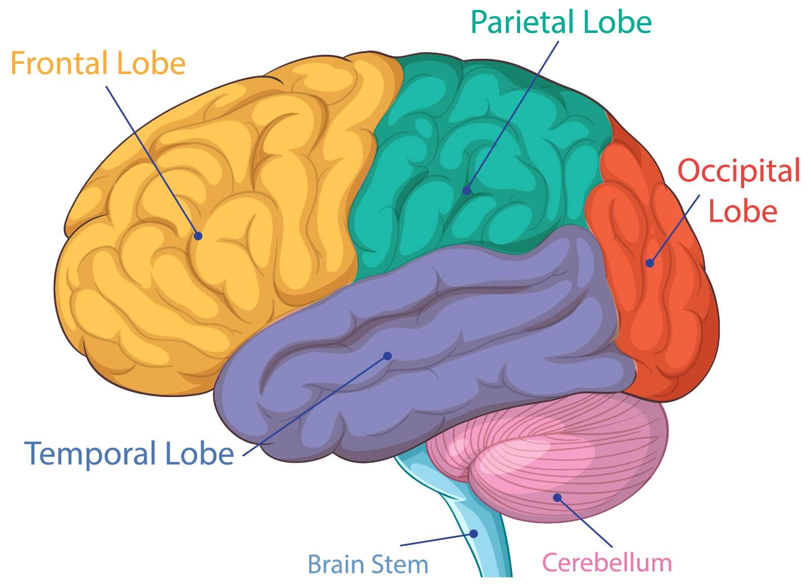 image of human brain with labelled part of human brain